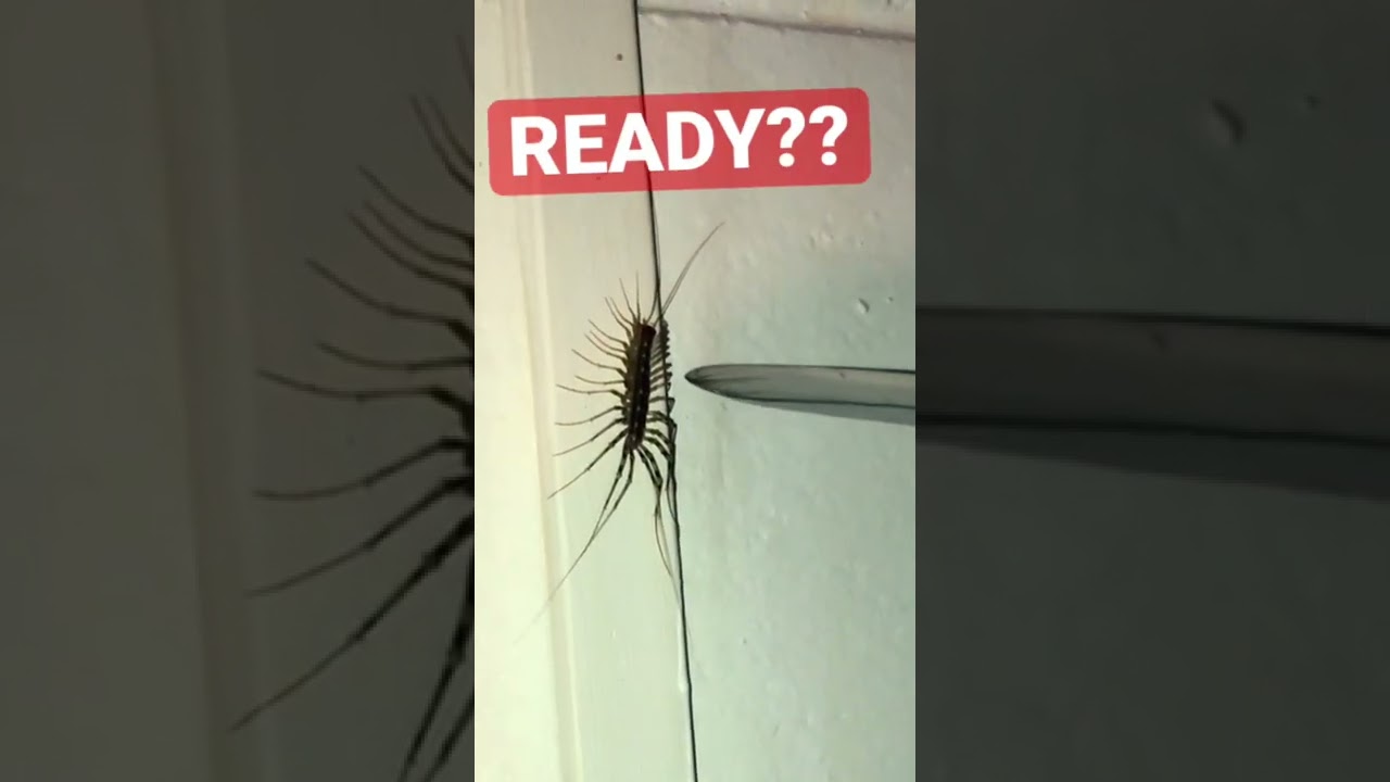 The leg that got away -  basement bug hunt  #waitforend #beatdrop