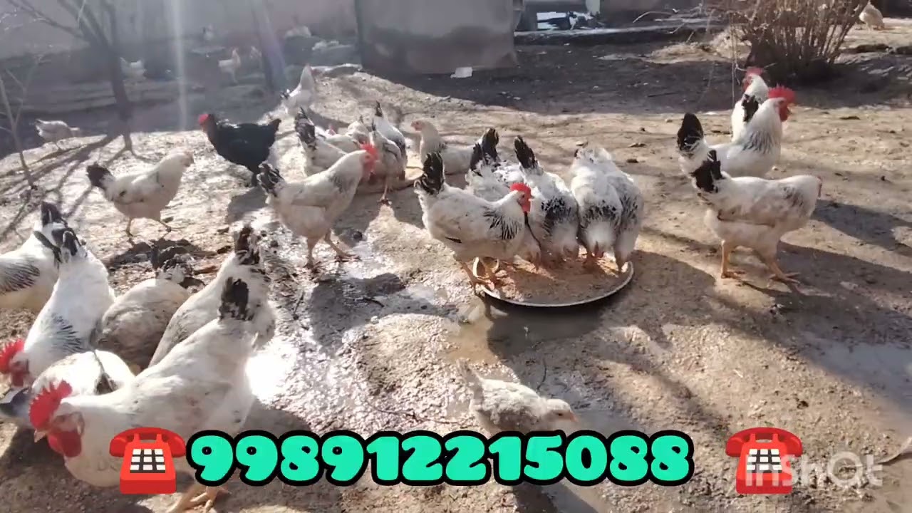 Кашкадарйо яккабогда Адлер хурозлар сотилади тел 998912215088 