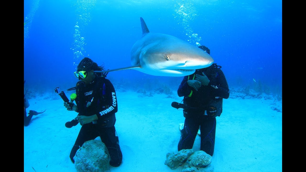 Adrenaline Junkie | Ep. 4 | Scuba Diving with Sharks