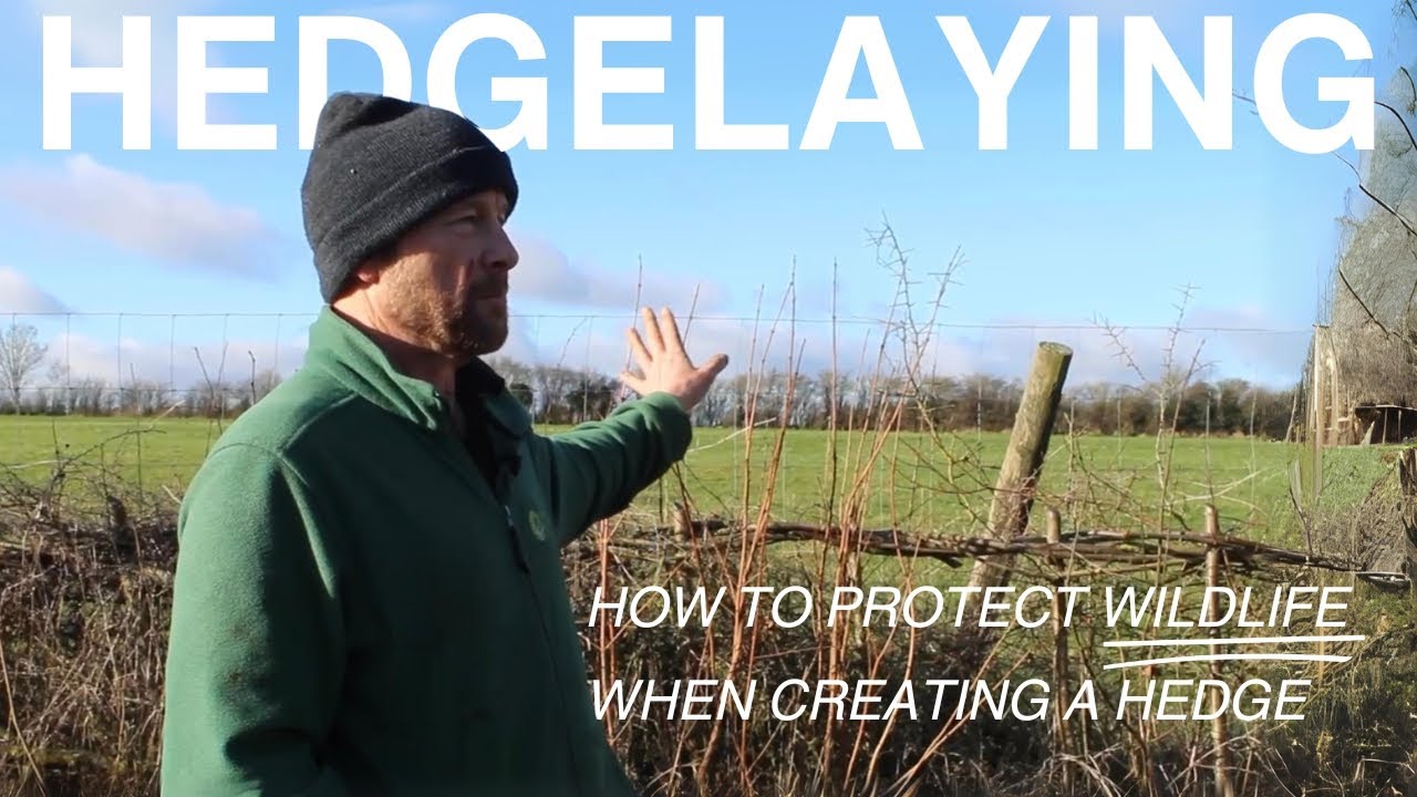 How to PROTECT WILDLIFE when Creating a Hedge