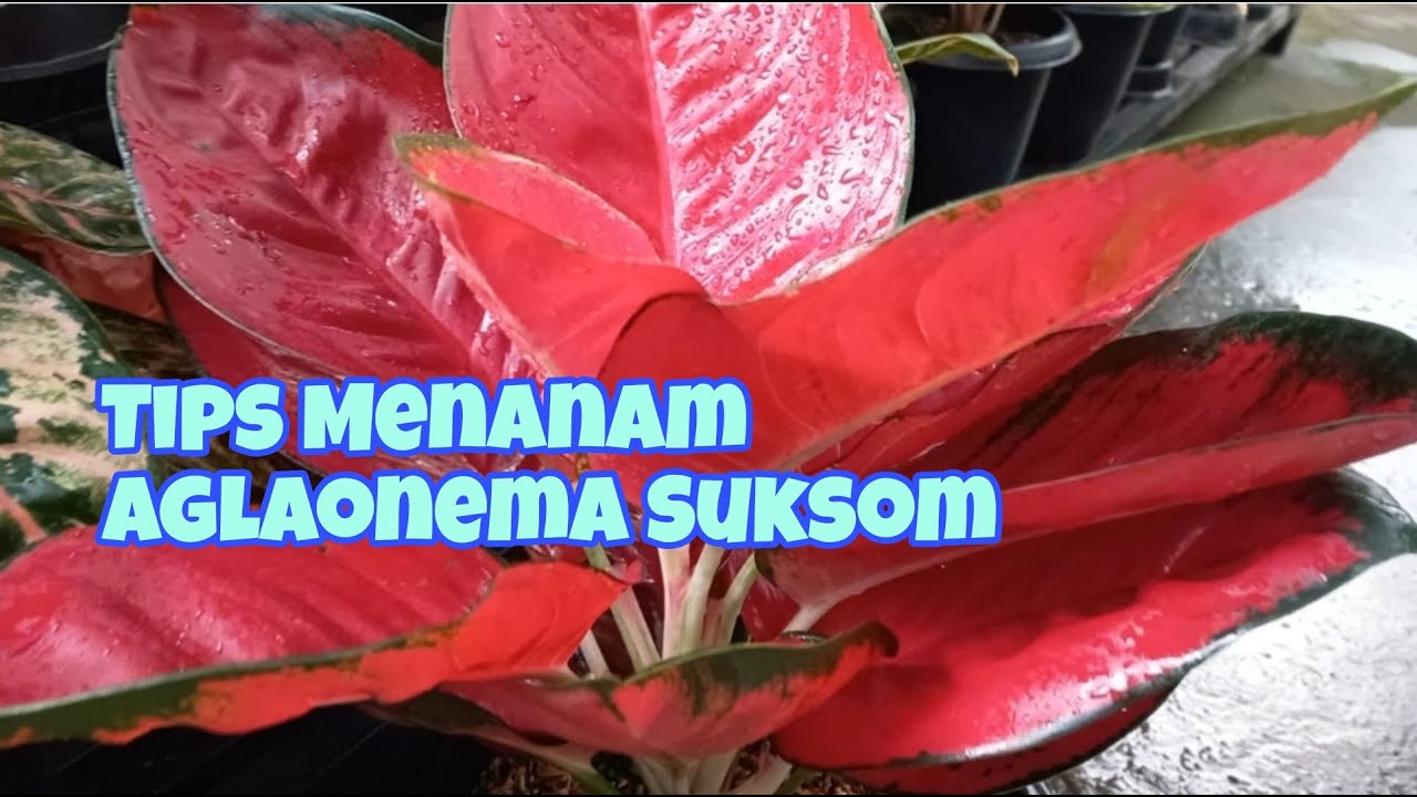 TIPS MENANAM AGLAONEMA SUKSOM