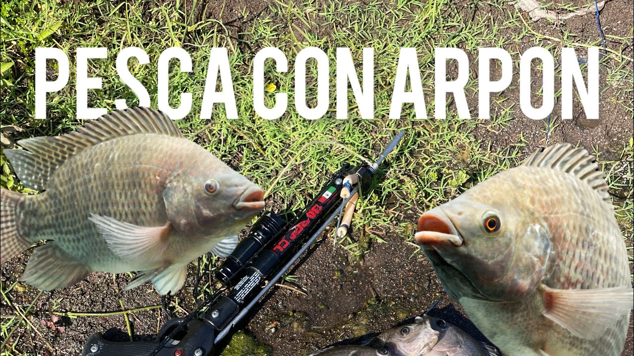 Pesca con arpón río la pastoria 