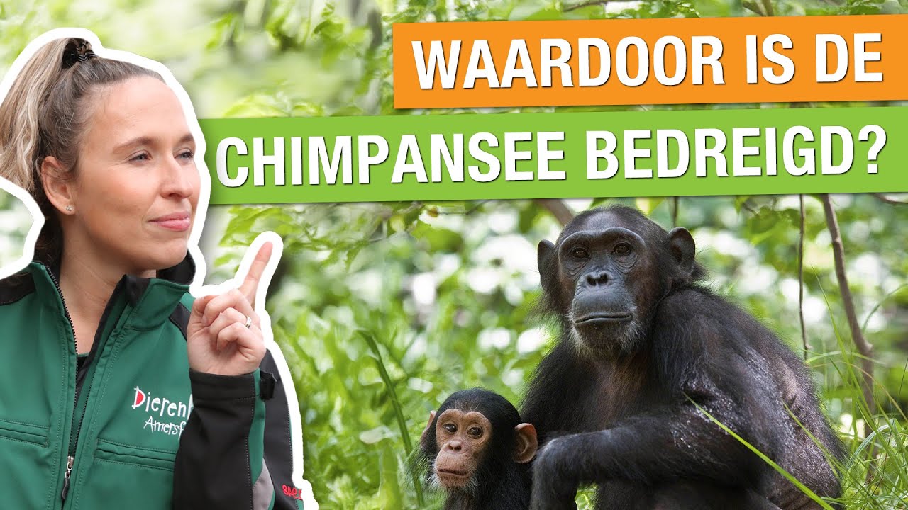 Bouwupdate: waardoor is de chimpansee bedreigd? 🐵 Bouwvideo #3 | Chimpanseevallei