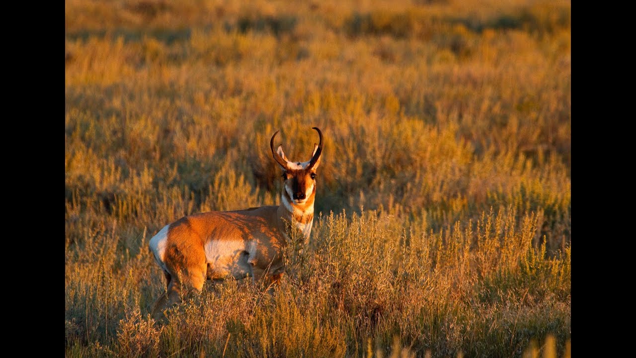 Pronghorn: Experts in Speed and Sight