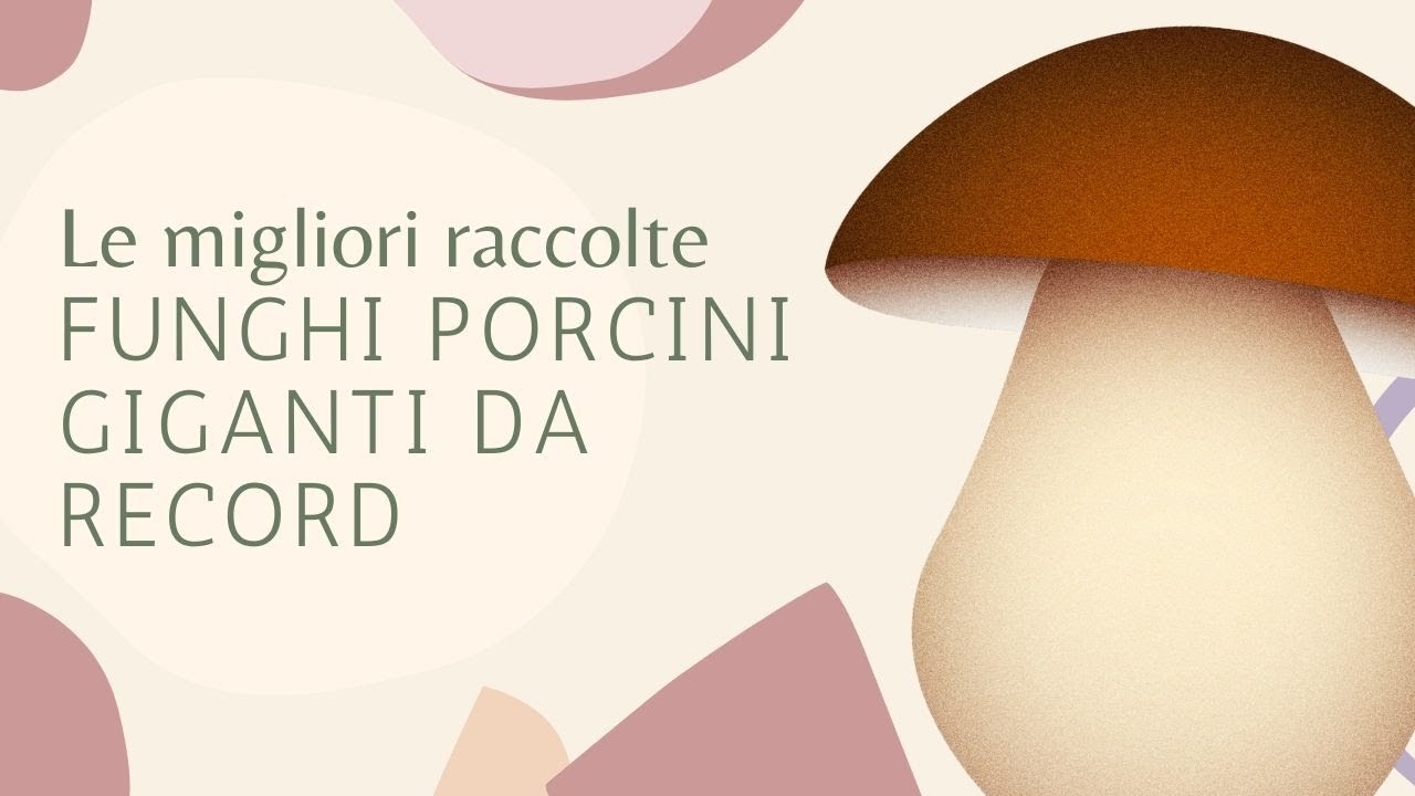 Le migliori raccolte di funghi porcini giganti da record #1