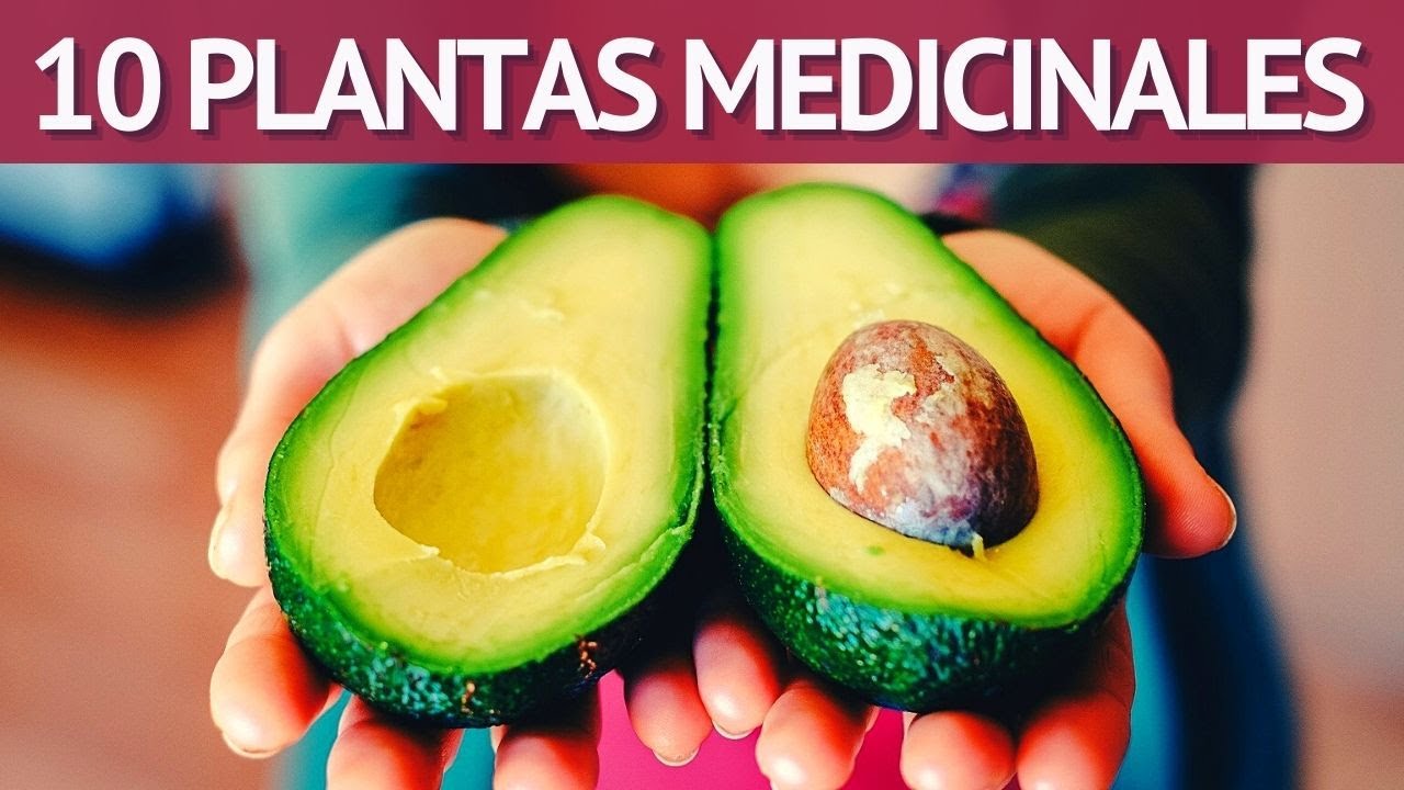 10 PLANTAS MEDICINALES Epazote, Estafiate, Ruda, Artemisa, Kalanchoe, Cuajilote, Aguacate,Buganvilla
