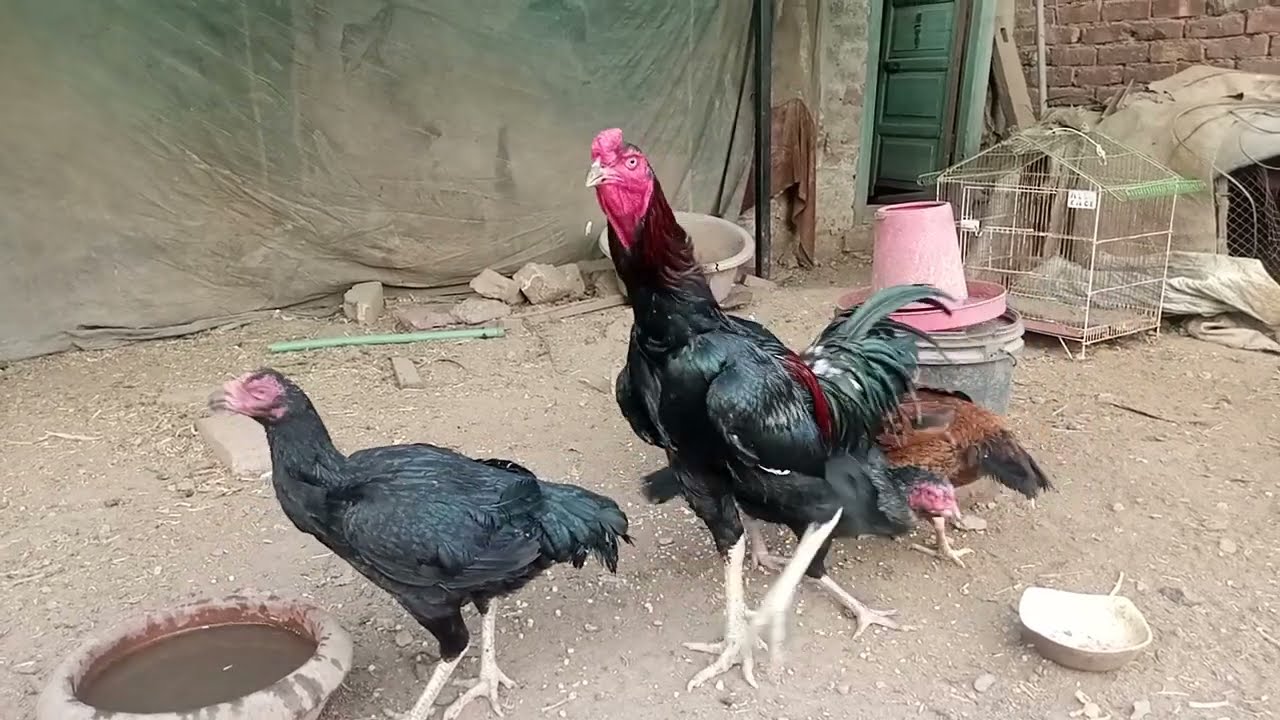 Aseel murga farm 🐓 like and subscribe thanks for watching 💖