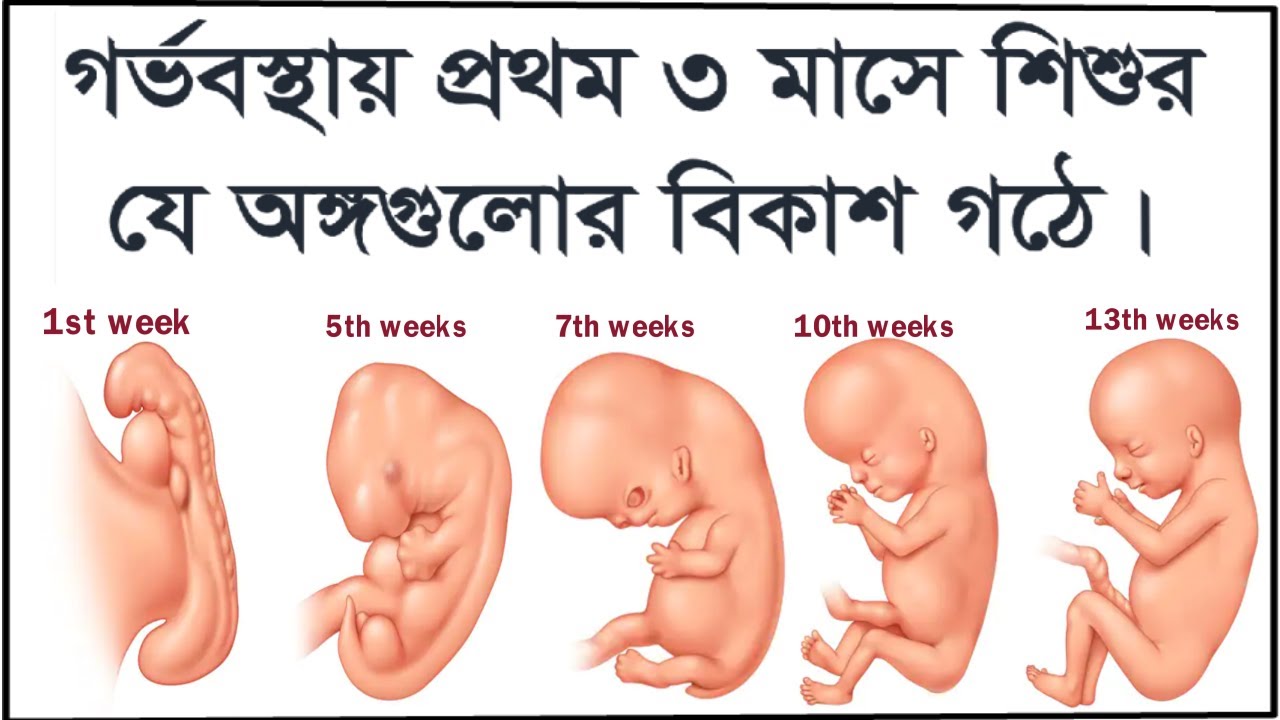 গর্ভবস্থায় প্রথম ৩ মাসে শিশুর যে অঙ্গ-প্রত্যঙ্গ গঠন হয়। Fetal Development week by week 1st trimester