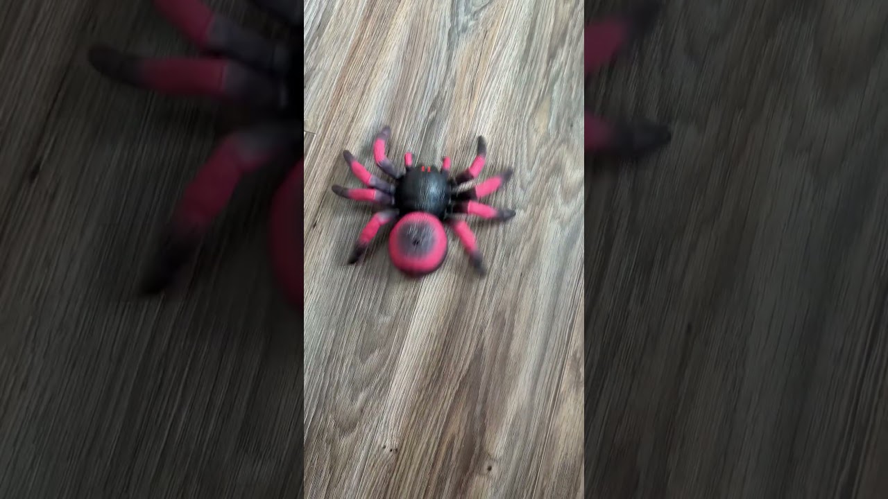 Robo spider toy 🕷️  is my 5 year olds favourite toy. He plays with it for hours . 