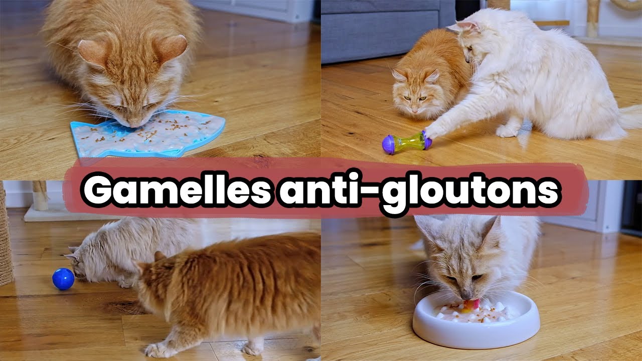 Je teste 4 gamelles anti-gloutons pour enrichir le quotidien de vos chats ! | Test & Avis