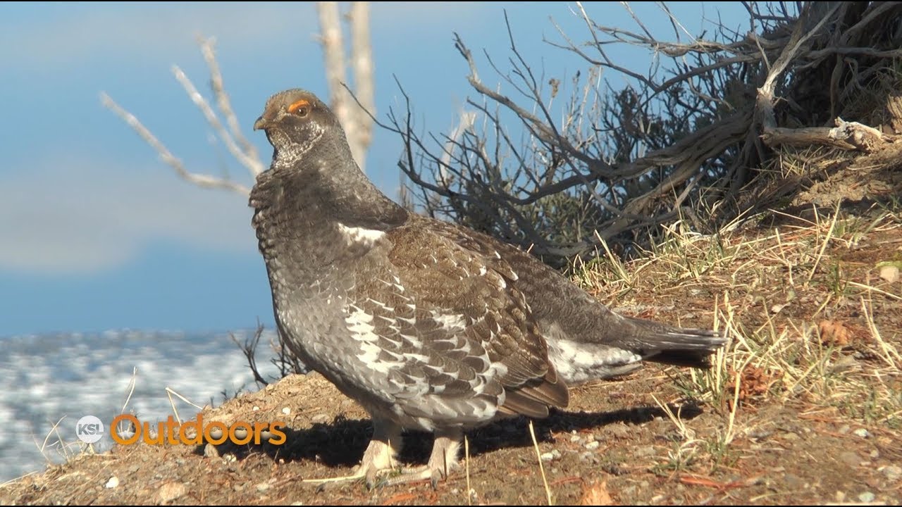 Utah Field Guide: Blue Grouse