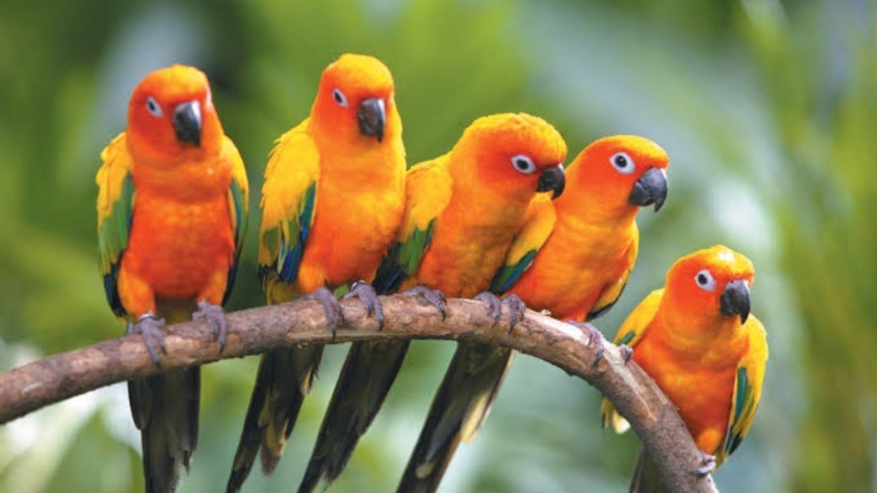 Bird Sounds Spectacular : Morning Bird Song||15 min||Refresh your mind|| Nature sound||stress relief