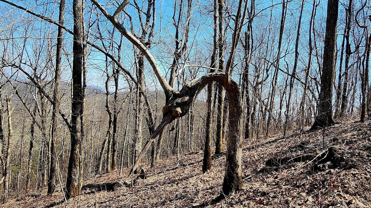 Day 8, March 14, 2024  Dicks Creek Gap to Tray Gap