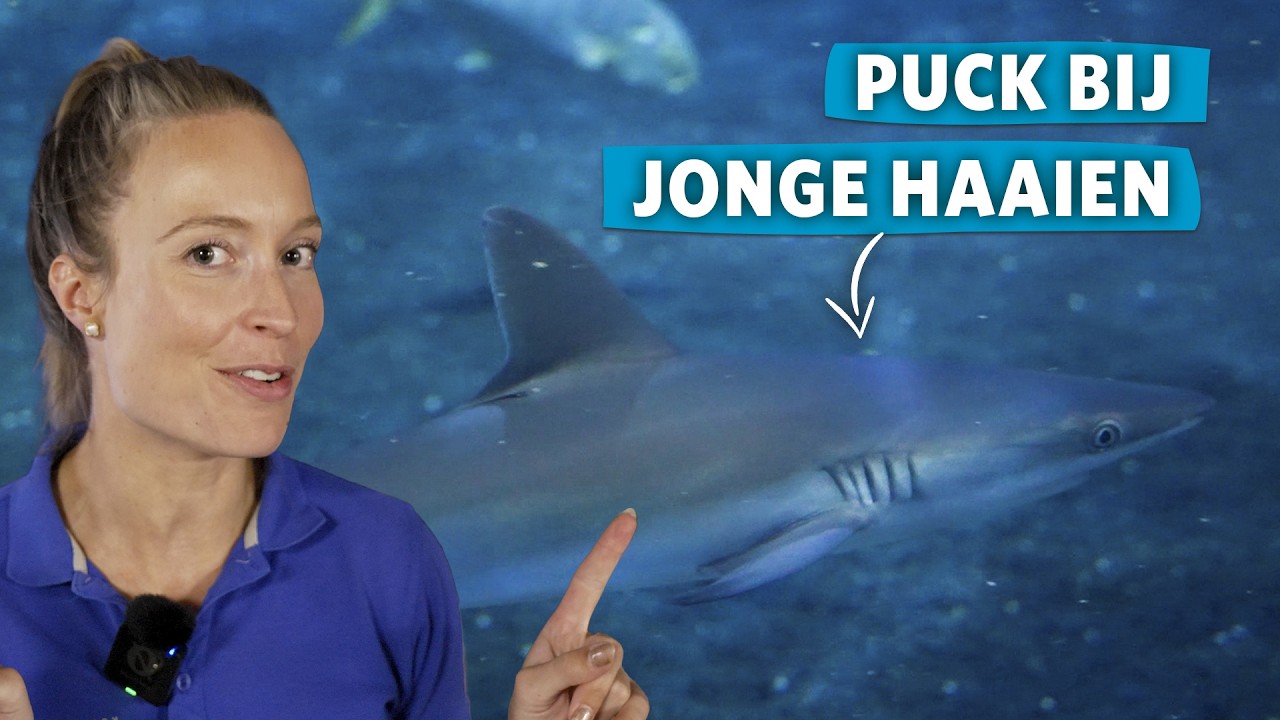 Op bezoek bij de jonge grijze rifhaaien! 🦈  | Achter de schermen in Burgers’ Zoo