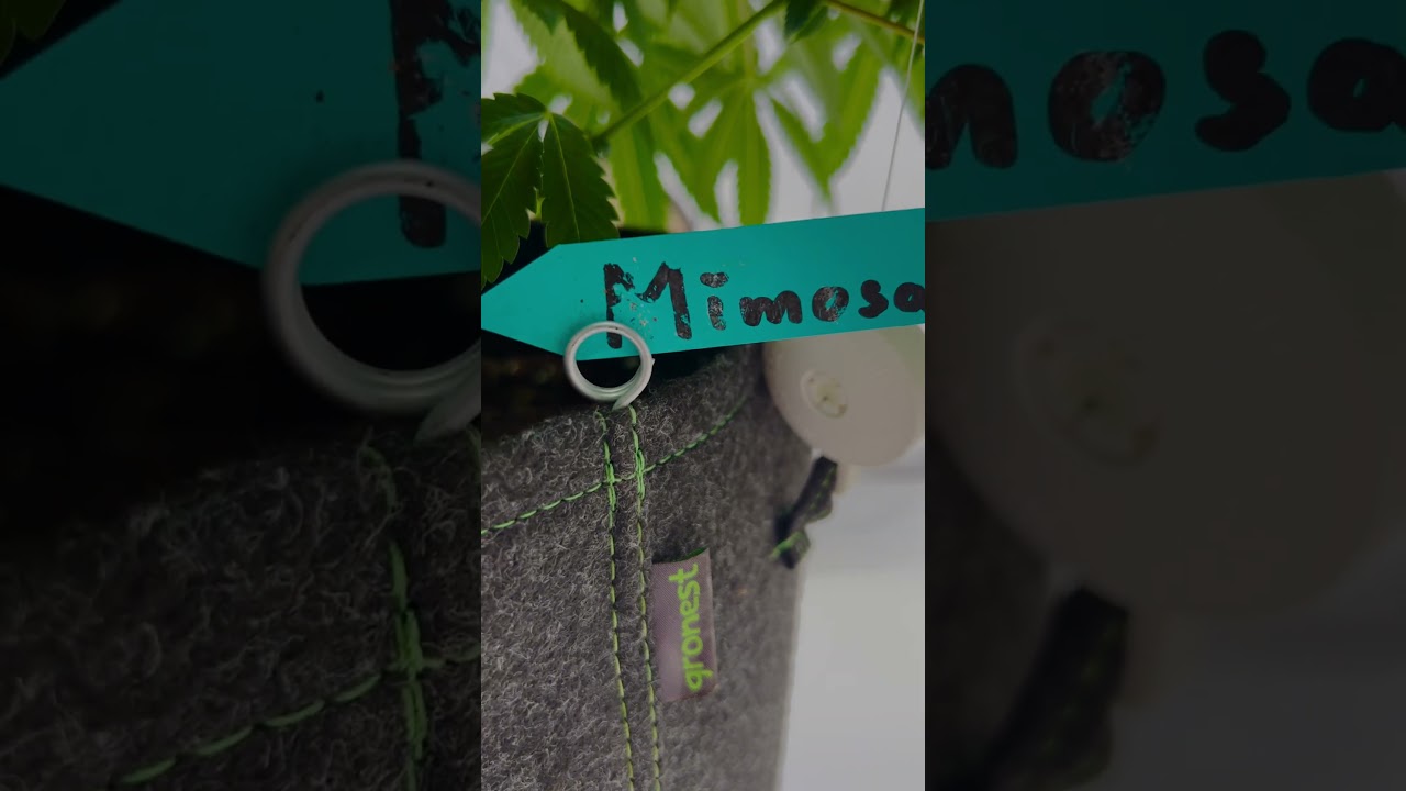 _Mimosa_ Indoor Plant &ndash; Pre-Flowering Stage Visual (Single Specimen)