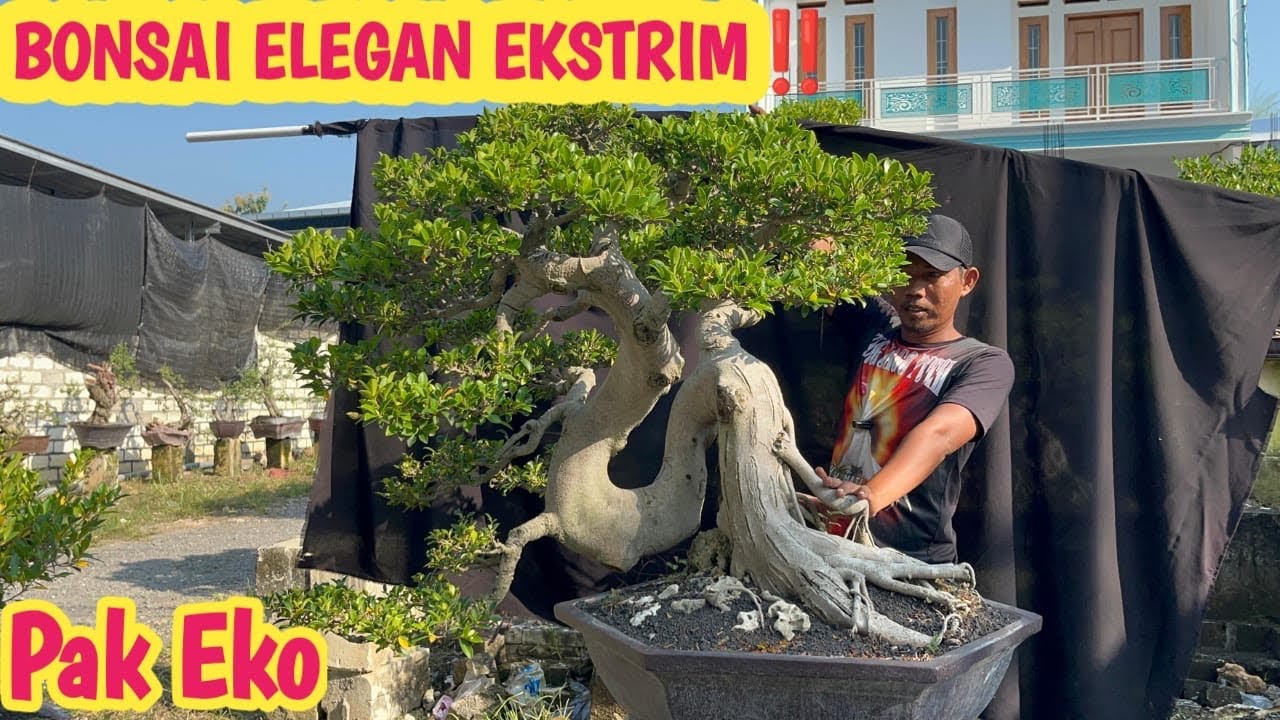 EKSTRIM‼️HARGA BONSAI ELEGAN, KIMENG,SANTIGI DLL ,SPEK KONTES📞 0823-3163-8393 @JeckpaeyBonsai91 