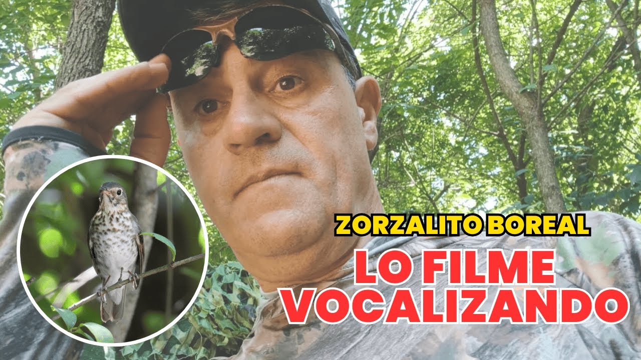 Zorzalito boreal... Un video inédito !