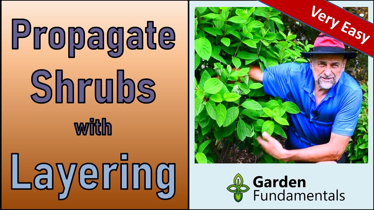 Easy Shrub Propagation 🌺🌱🧙 Layering Technique That Anybody Can Do.