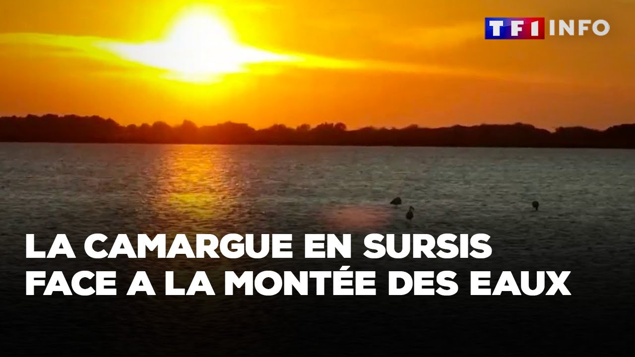 La Camargue en sursis face à la montée des eaux ｜TF1 INFO