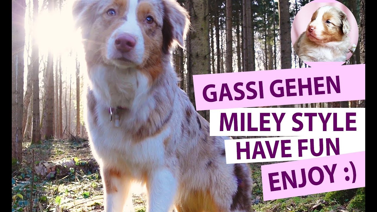 Gassi gehen im Miley Style - Den Hund gl&uuml;cklich machen