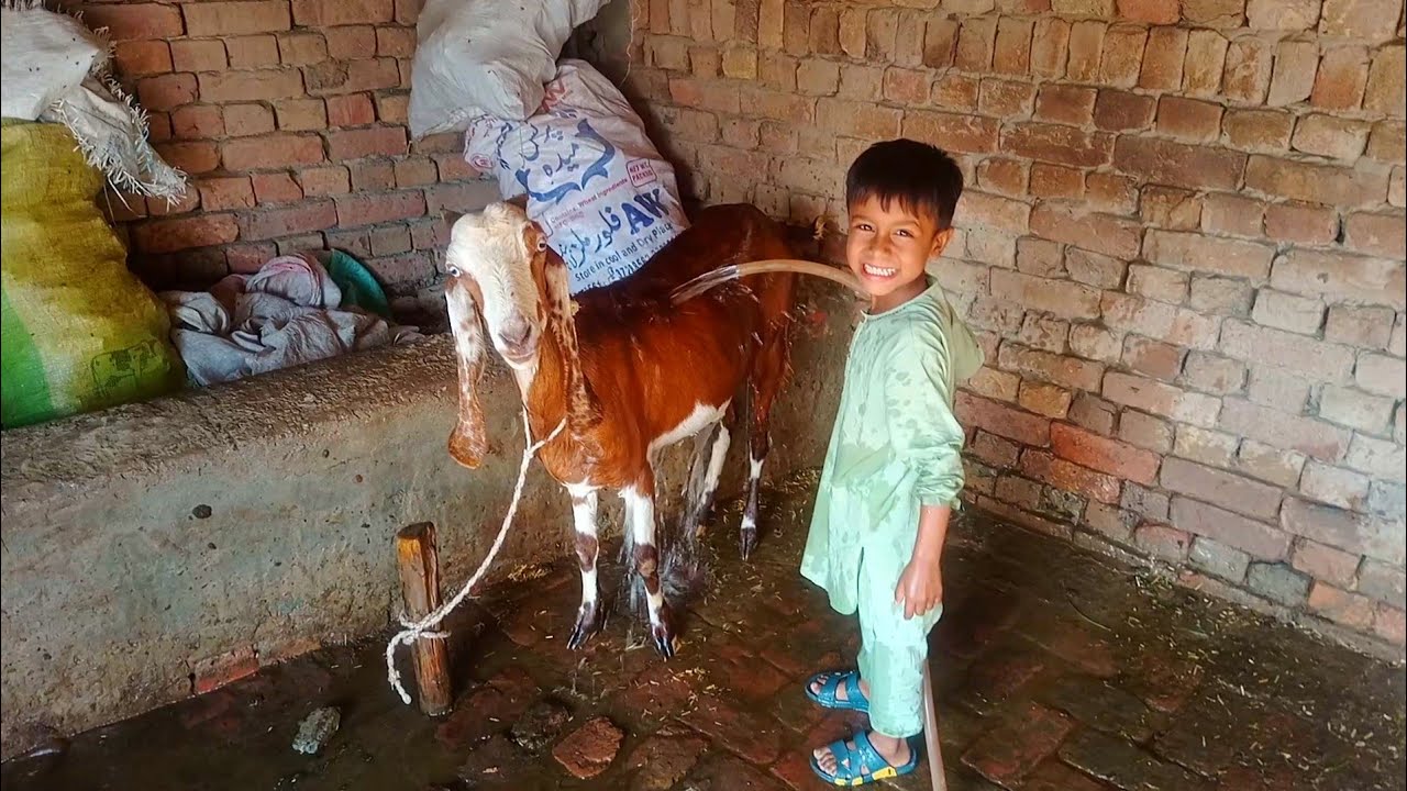 Sabhi goats Ko nahla Diya | Adil Charwaha