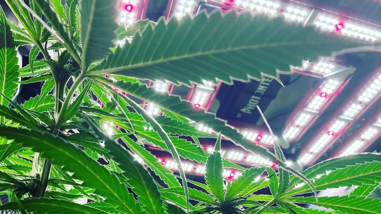 @PhotontekLighting Sq 300 watt pro Final review #growlight