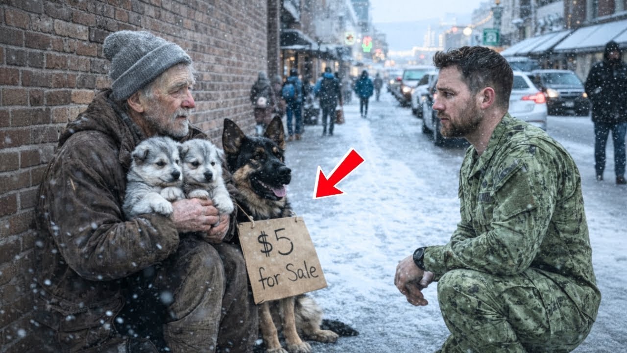 Homeless Man Sells a Mom Dog & Puppies for $5—Ignored Until a Navy SEAL Did the Unthinkable