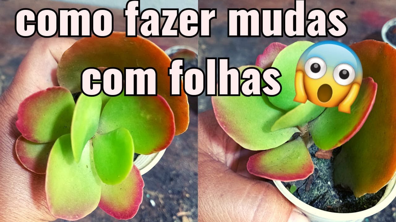 COMO PLANTAR COM FOLHAS ORELHA DE ELEFANTE # COMO FAZER MUDAS COM FOLHAS DE ORELHA DE ELEFANTE .