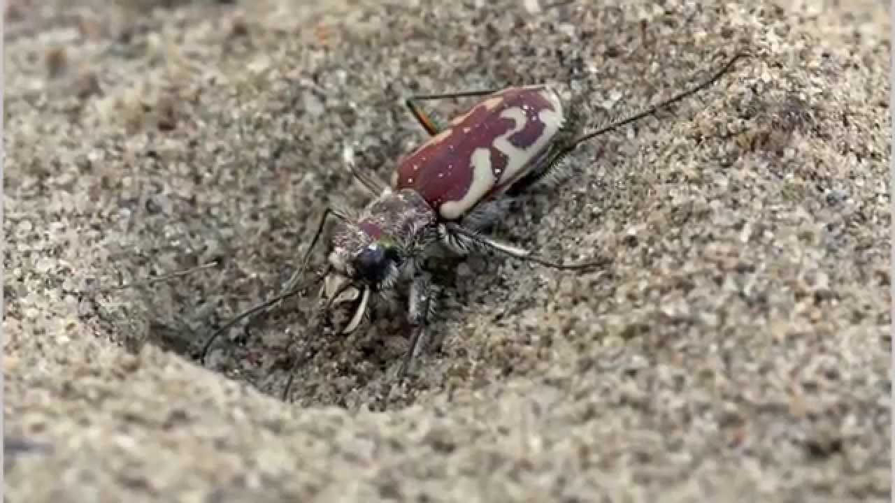 Digging Tiger