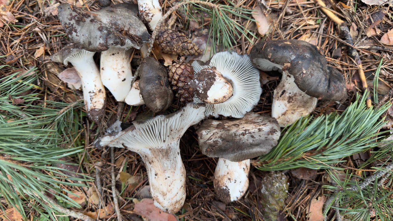1. Elurziza, ezkutaketan jolasten (Hygrophorus marzuolus)