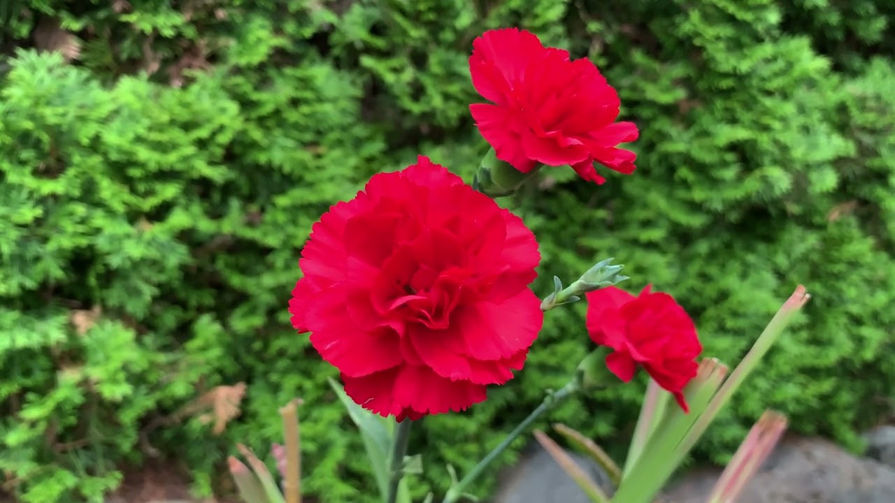 Carnation Flowers