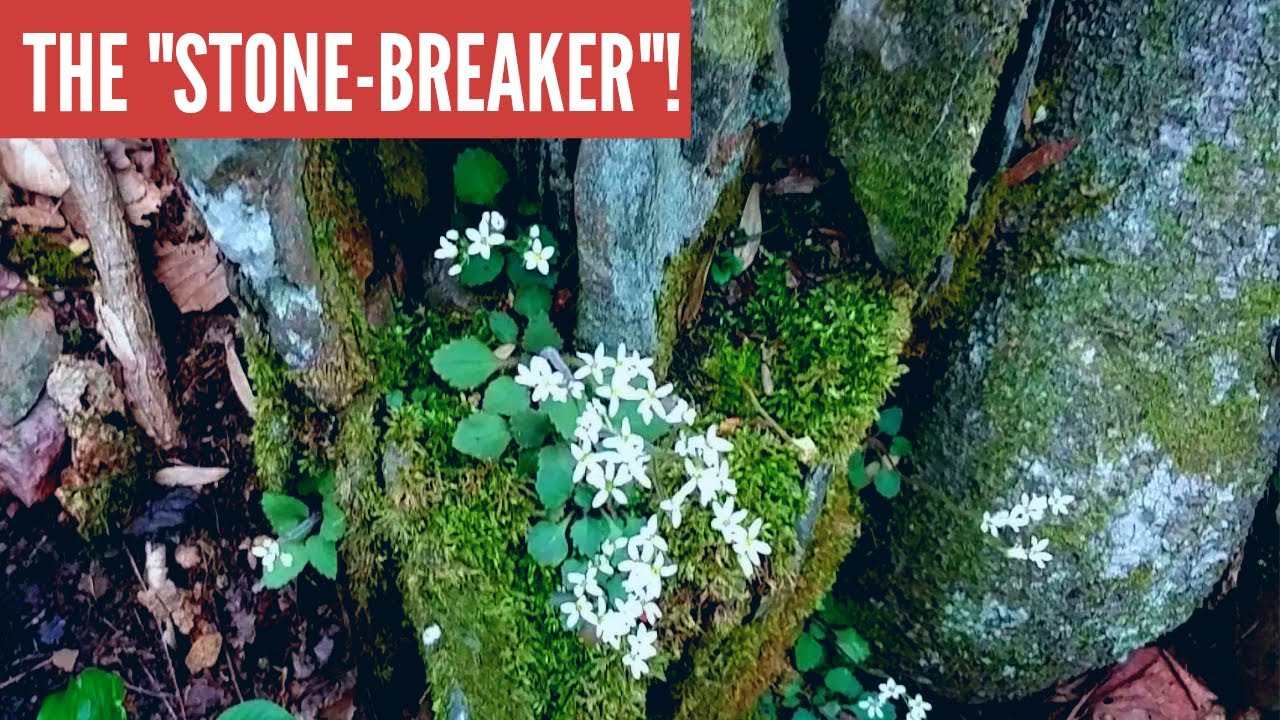Early Saxifrage! Can this spring flower really break rocks apart?