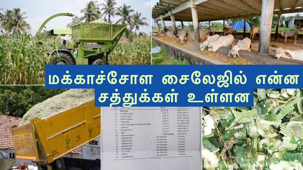 மக்காச்சோள சைலேஜில் என்ன சத்துக்கள் உள்ளன | What nutrients are in silage