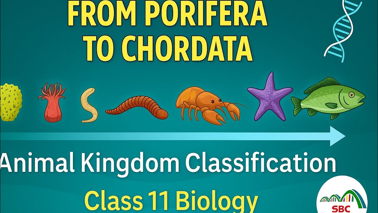 Class 11 Animal Kingdom Classification | From Porifera to Chordata | Tour of All Phyla #neet2026