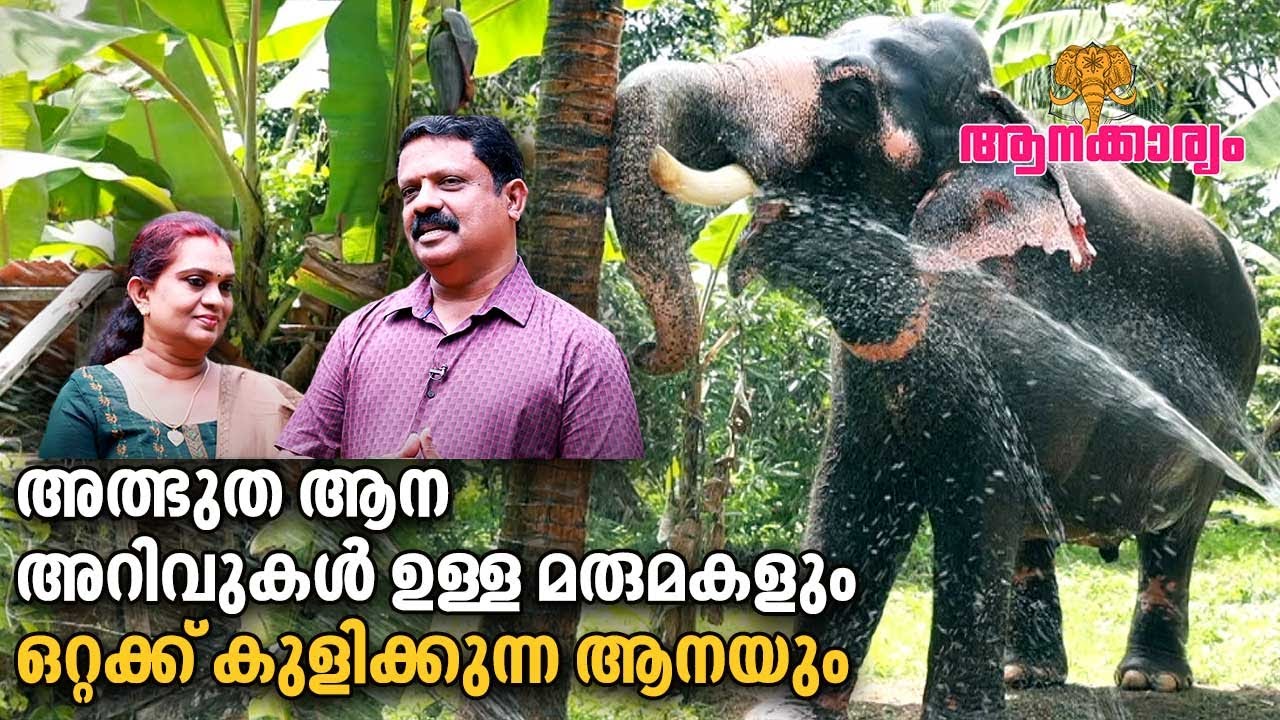 EP 29 | അത്ഭുത ആന അറിവുകൾ ഉള്ള മരുമകളും ഒറ്റക്ക് കുളിക്കുന്ന ആനയും | Aanakkaryam