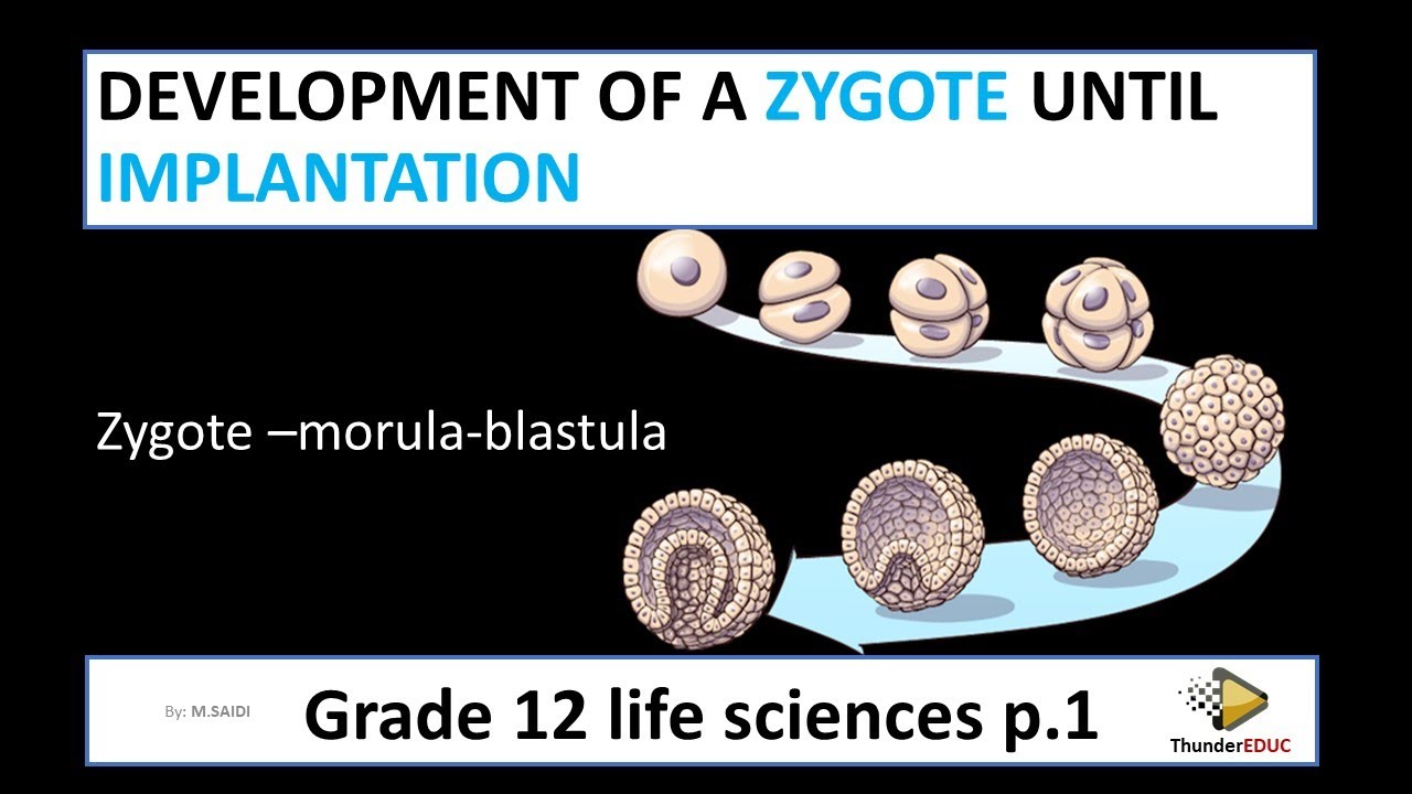 Development of the zygote until implantation | Human reproduction | life sciences grade 12 | M.SAIDI