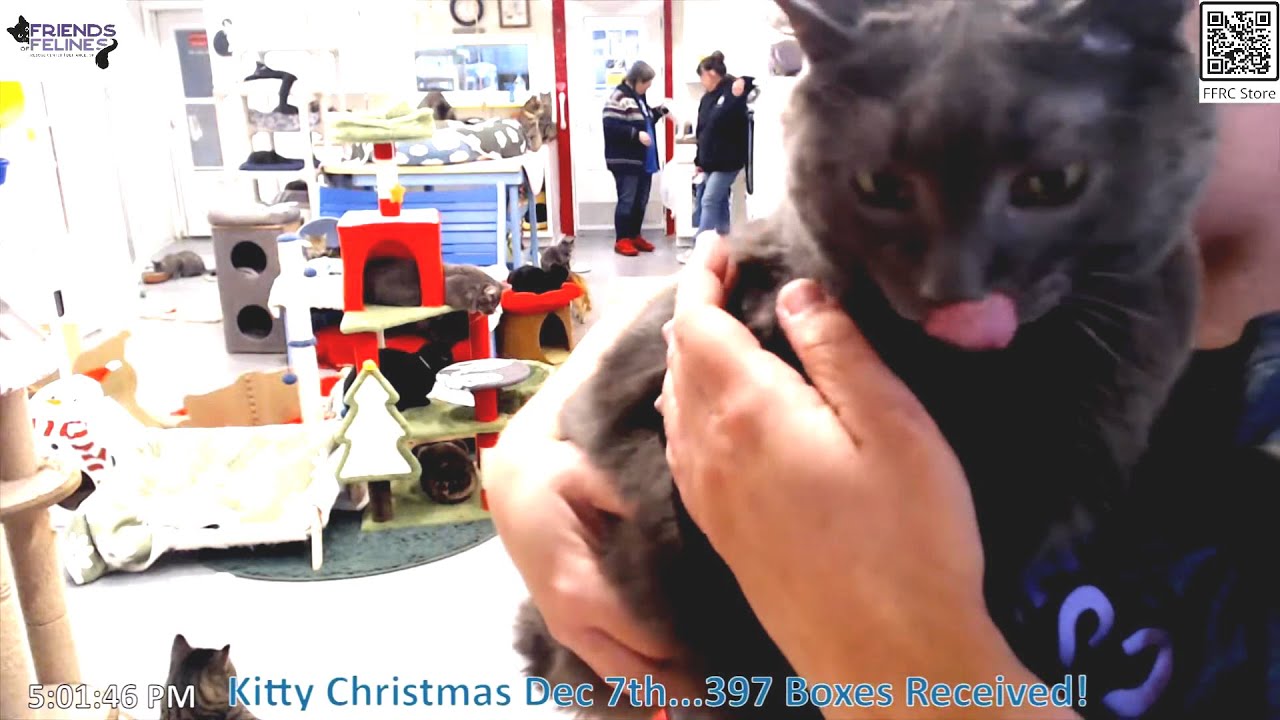 Happy Birthday Magic 12-06-2024 by StripeyD Friends of Felines Rescue Center (FFRC)