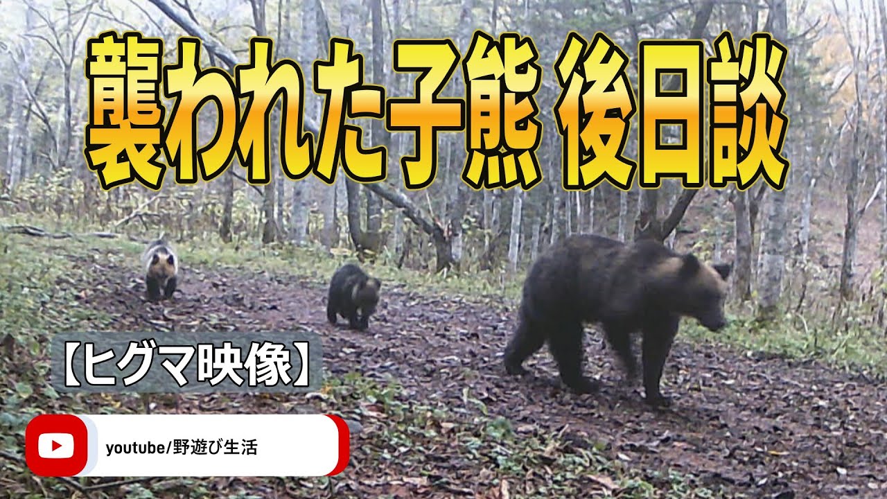 襲われた子熊後日談