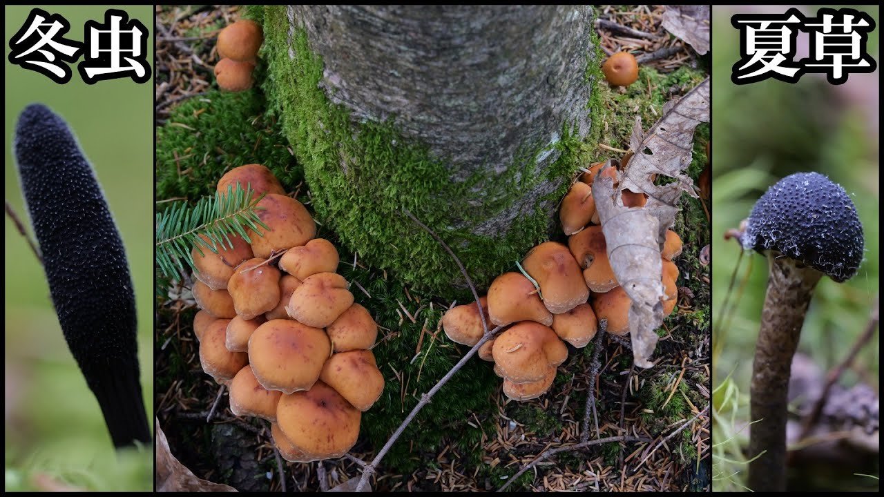 ハナヤスリタケをチェックしつつ、クリタケモドキ初実食 Tolypocladium ophioglossoides 20241022