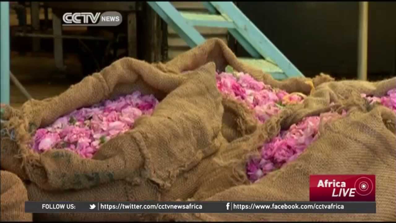 Moroccan Rose Festival celebrates the harvesting season of the Damas roses