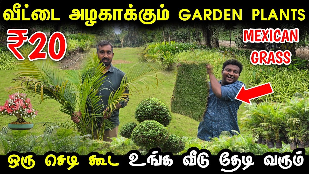 வீட்டை அழகாக்கும் Landscaping Plants | Landscape for home | Mexican grass, Bonsai Tree | Lawn