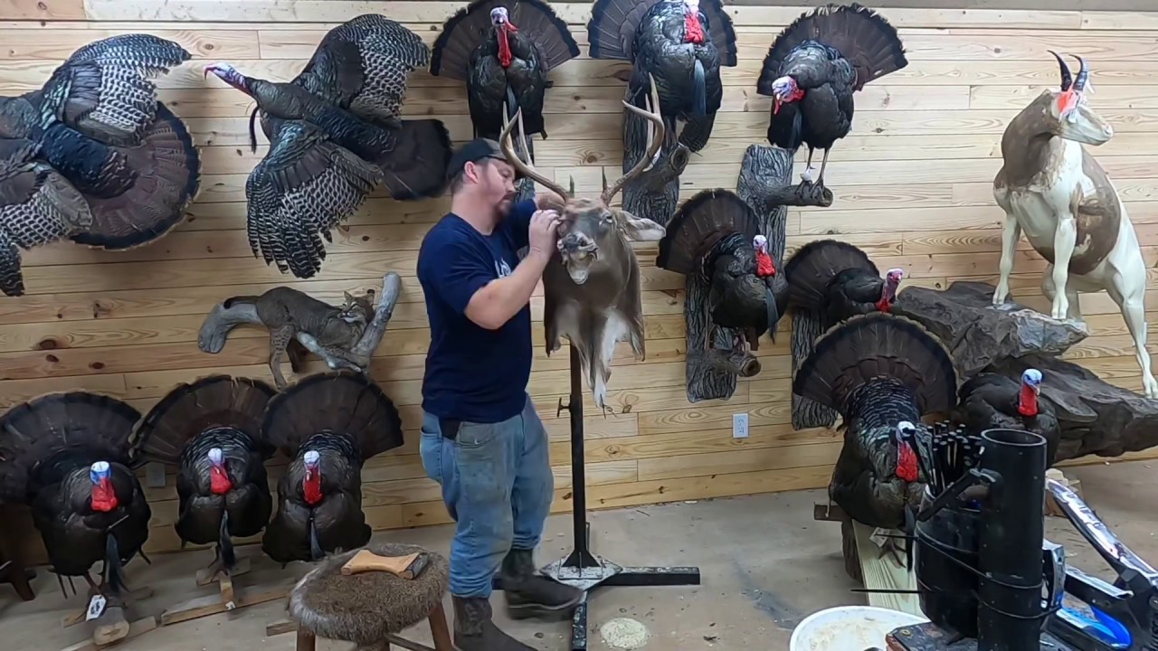 Mounting a Whitetail Deer- Taxidermy