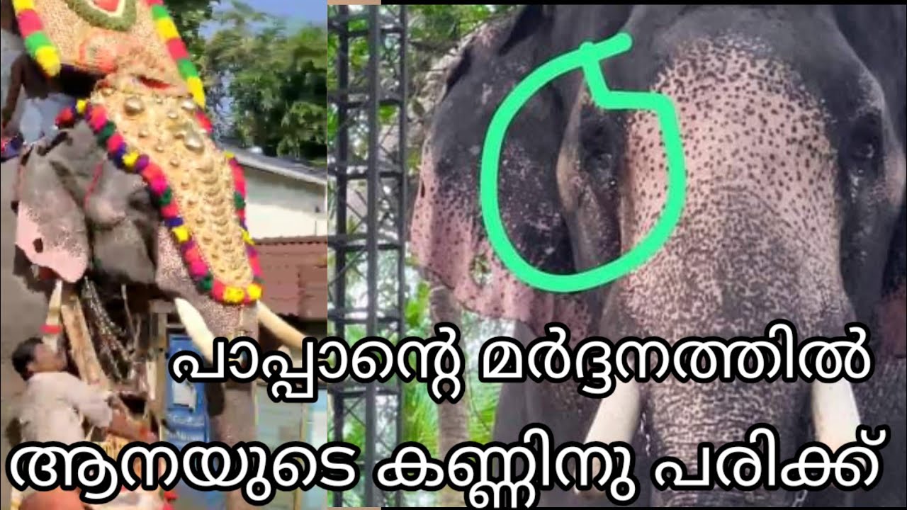 പാപ്പാന്റെ മർദ്ദനത്തിൽ ആനയുടെ കണ്ണിന് ഗുരുതര പരിക്ക്  | Karuvanthala ganapathy elephant injured