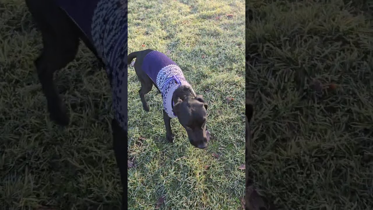 FROSTY WALK AND CHAT