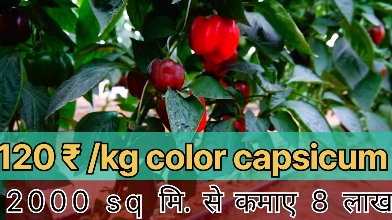Color capsicum 🫑 कि पुरी जानकारी पहले दिन से harvesting तक 👌#miniisraelfarmer #polyhousefarming 