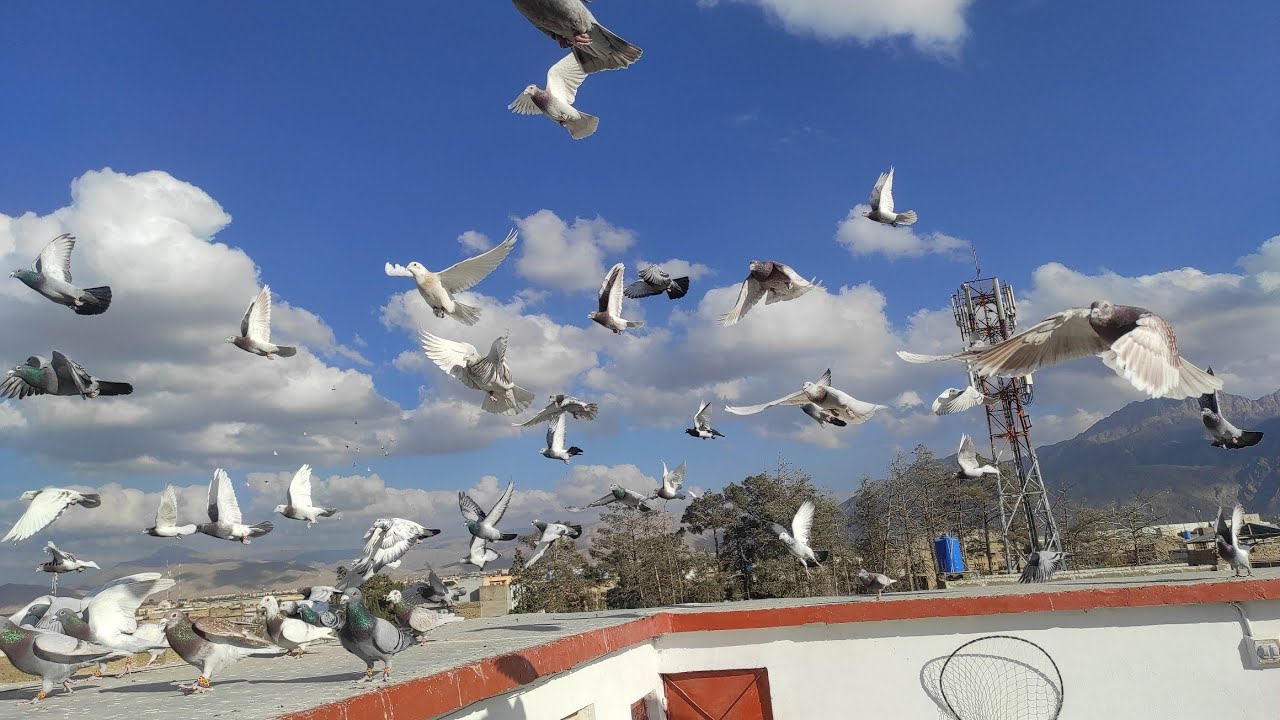 haji Manzoor 110 larnay walay fighter kabootar pigeons kili Ismail quetta