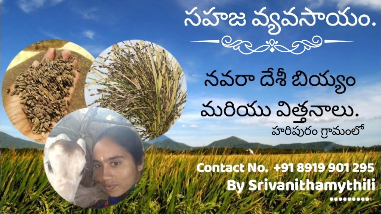 #Navara paddy red rice#natural farming#Mythili Farmer#deshi seeds 8919901295👩&zwj;🌾🐂🐂🌾🌾🌾🌾