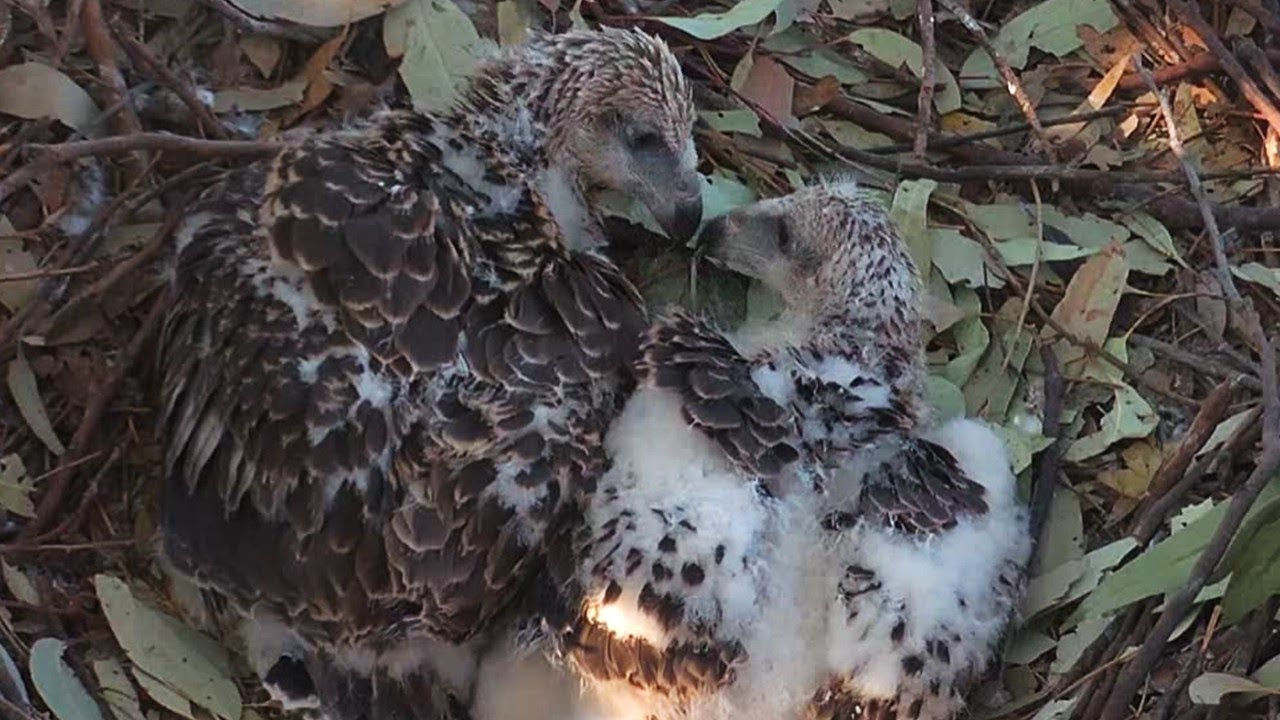 Sydney WB Sea Eagles🦅SE35 & SE36 Share Beakies, Twigs & Leaves🍂 While Awaiting Breakfast🦈2025 Sep 22