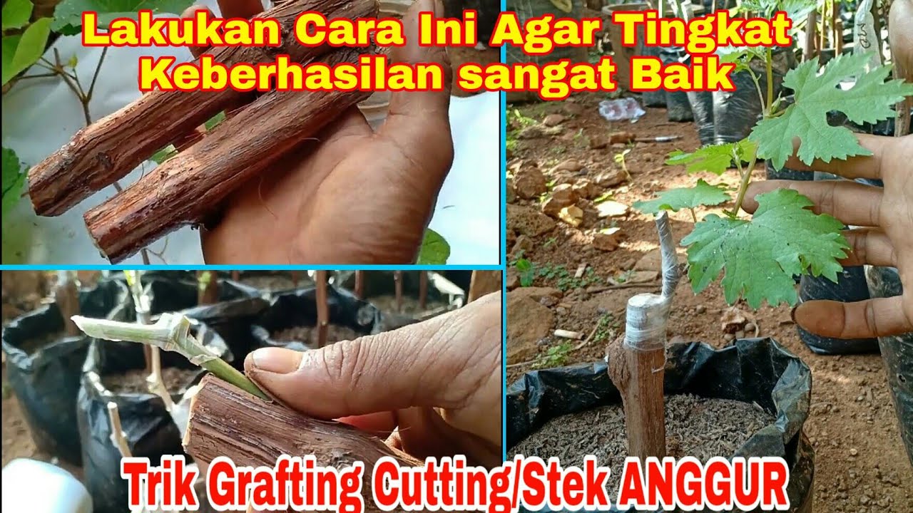 Inilah Trik Grafting Cutting/Stek Pohon Anggur Agar Berhasil Dengan Baik