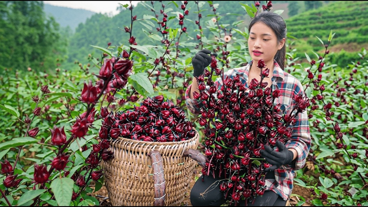 Mountain Girl Picks Fresh Flowers to Make Sweet Syrup 🌸